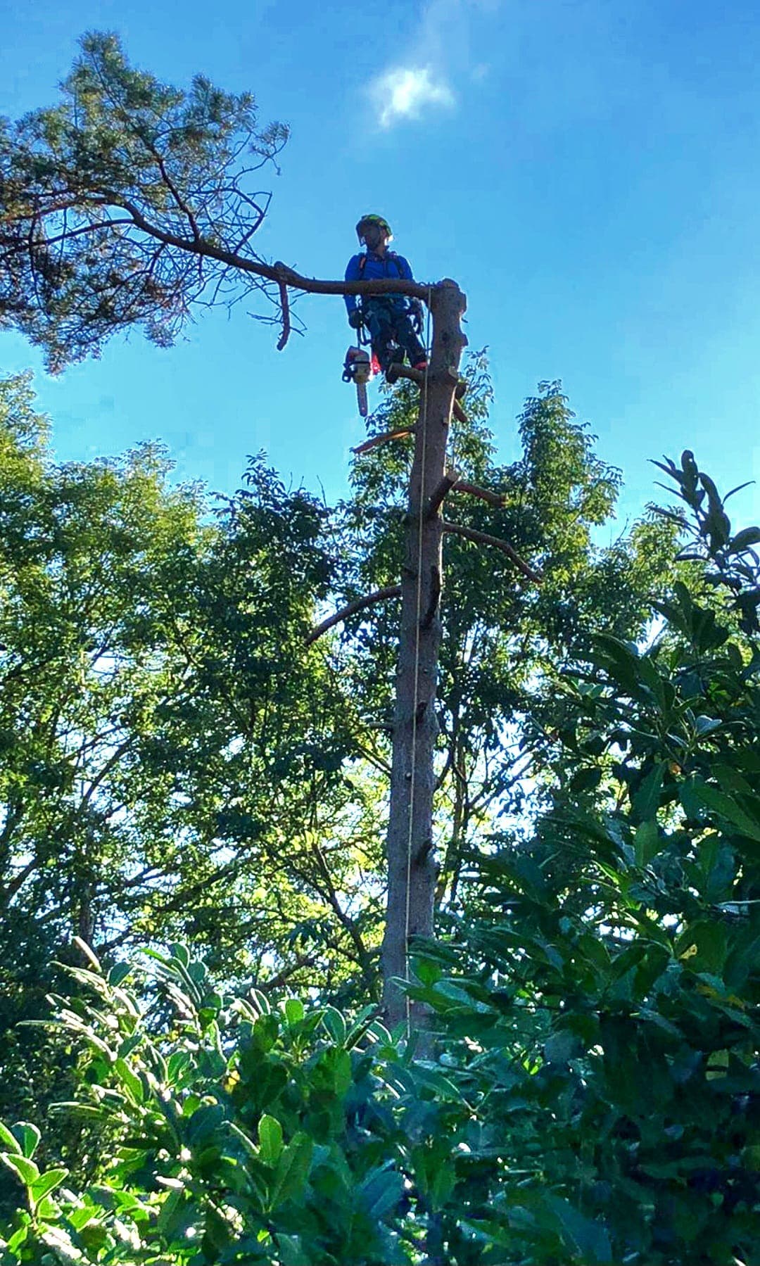 Seilklettertechnik Baumpflege