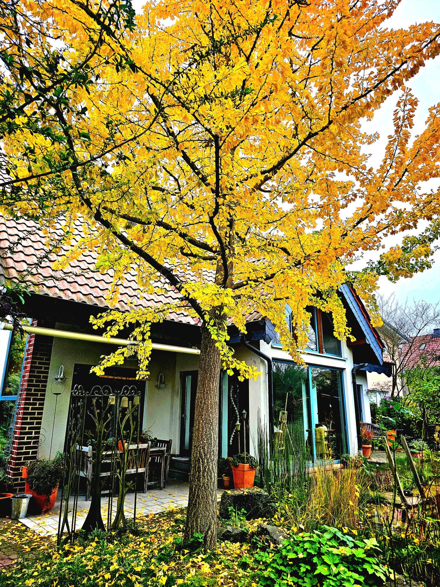 Professionelle Baumpflege