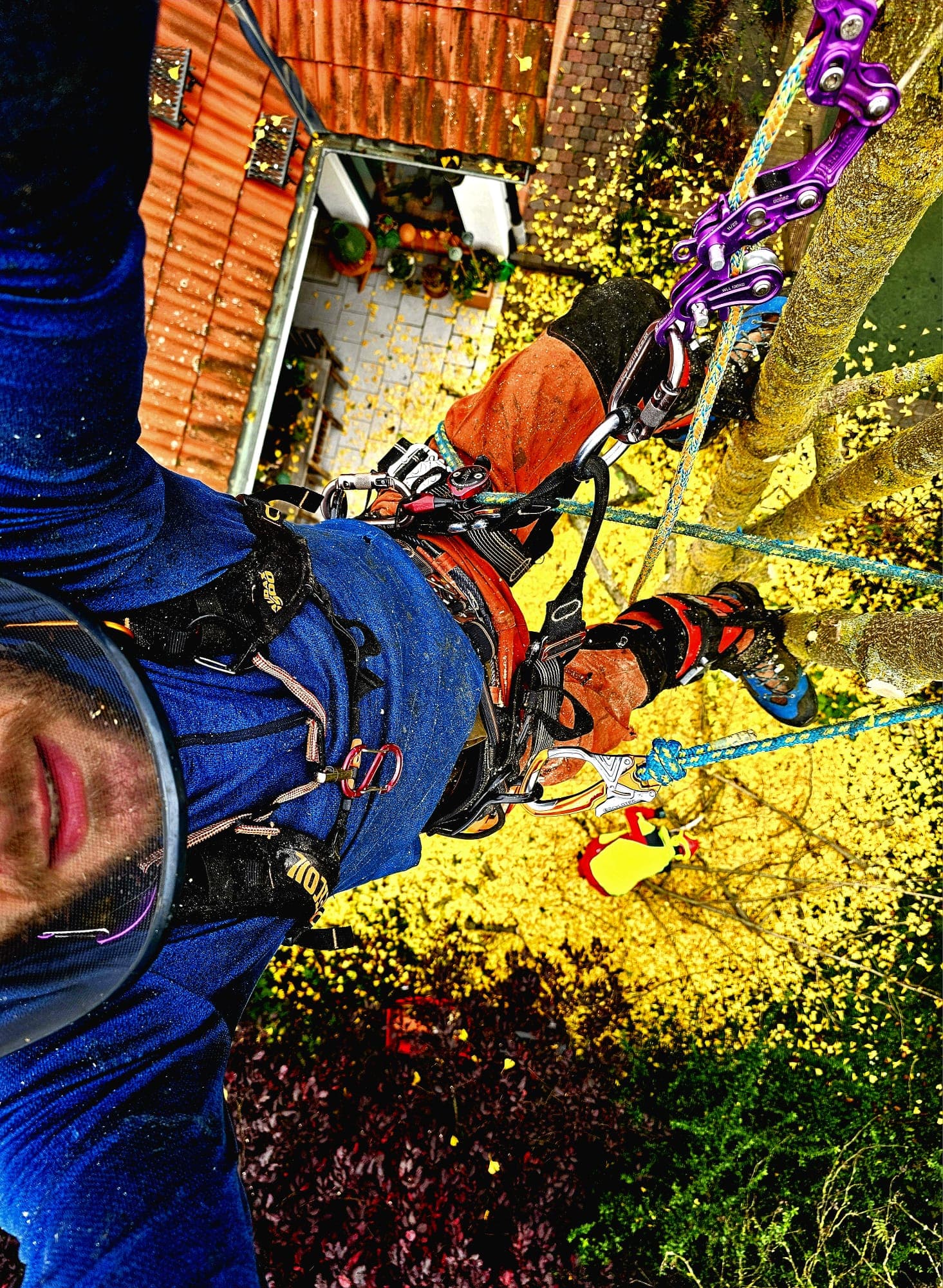 Sichere Baumfällung