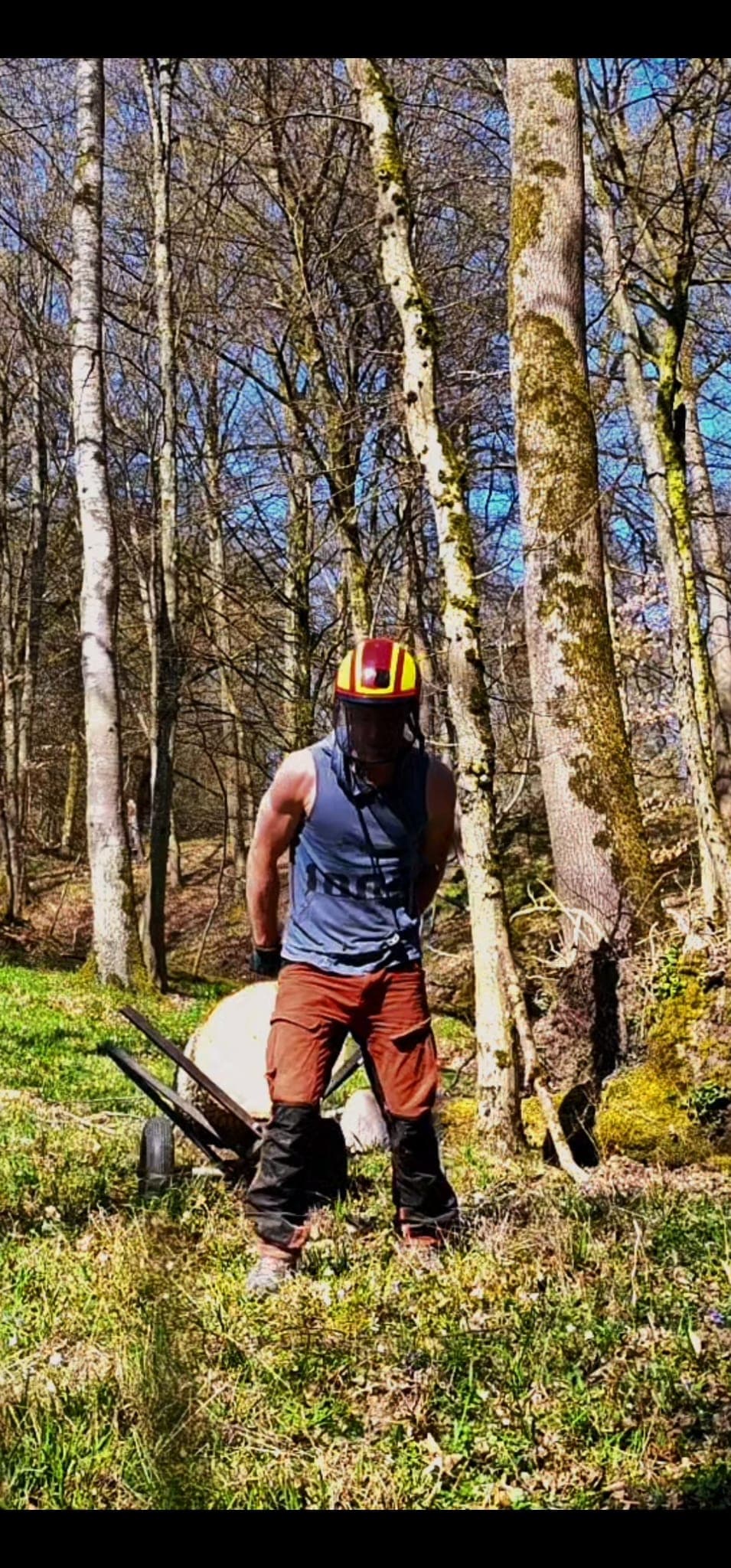 ArborLim lokaler Baumprofi