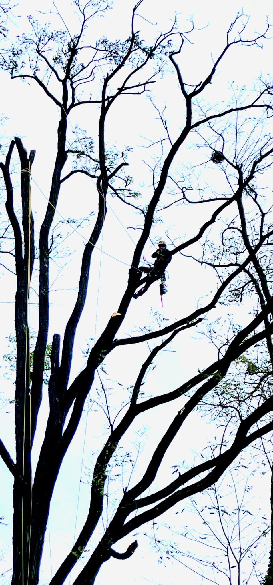 Spezialfällung mit Seilklettertechnik